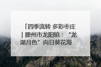 四季流转 多彩枣庄｜滕州市龙阳镇：“龙湖月色”向日葵花海 绘就乡村振兴新画卷